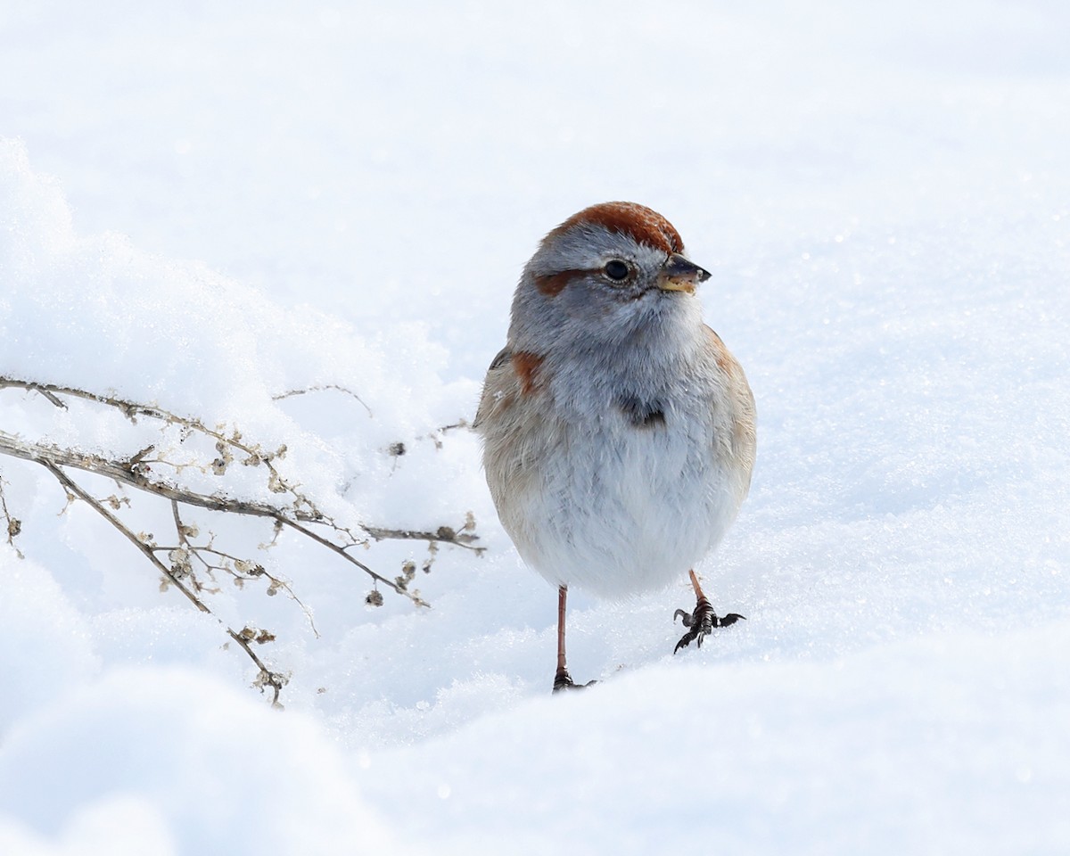 American Tree Sparrow - ML630028764