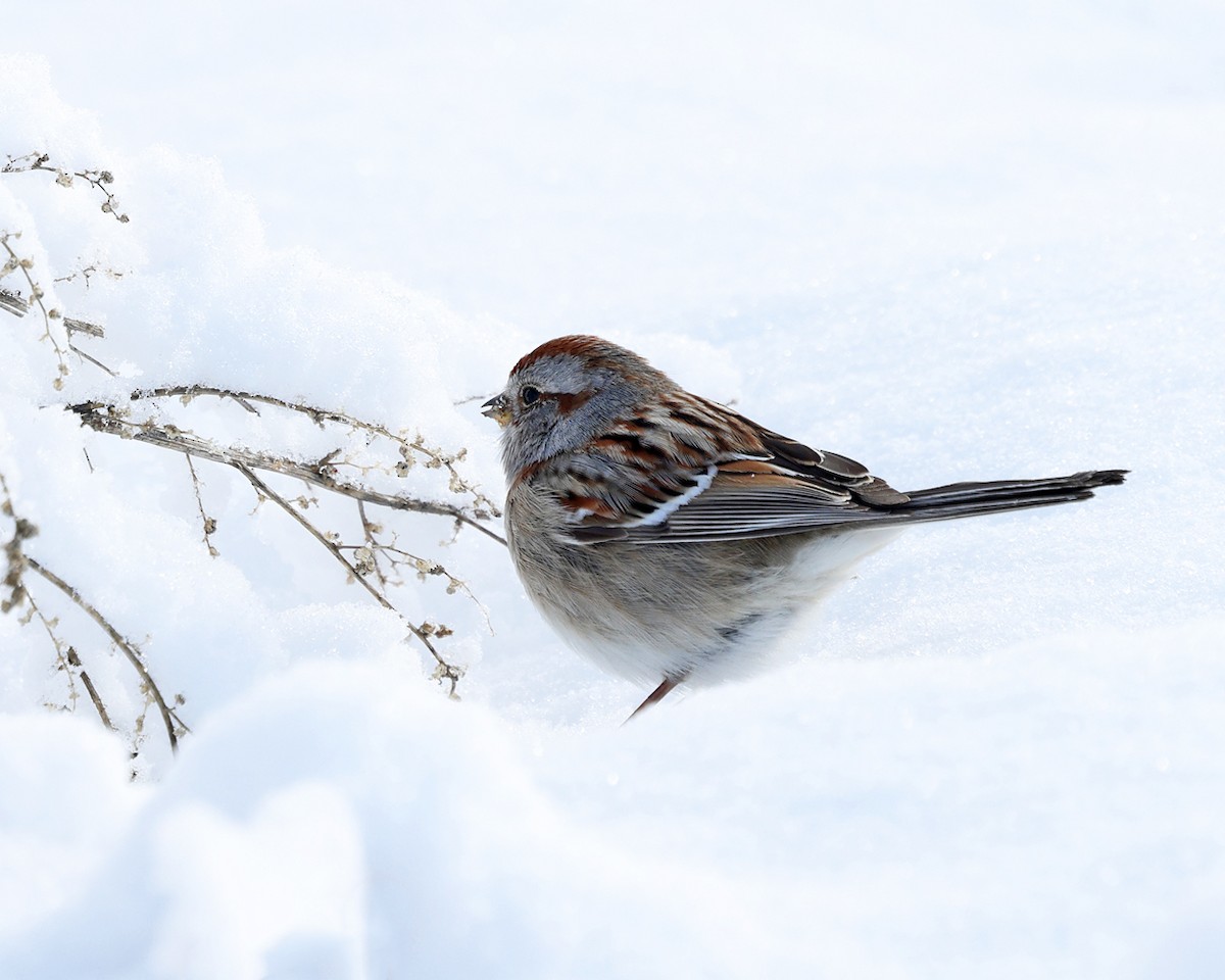 American Tree Sparrow - ML630028767