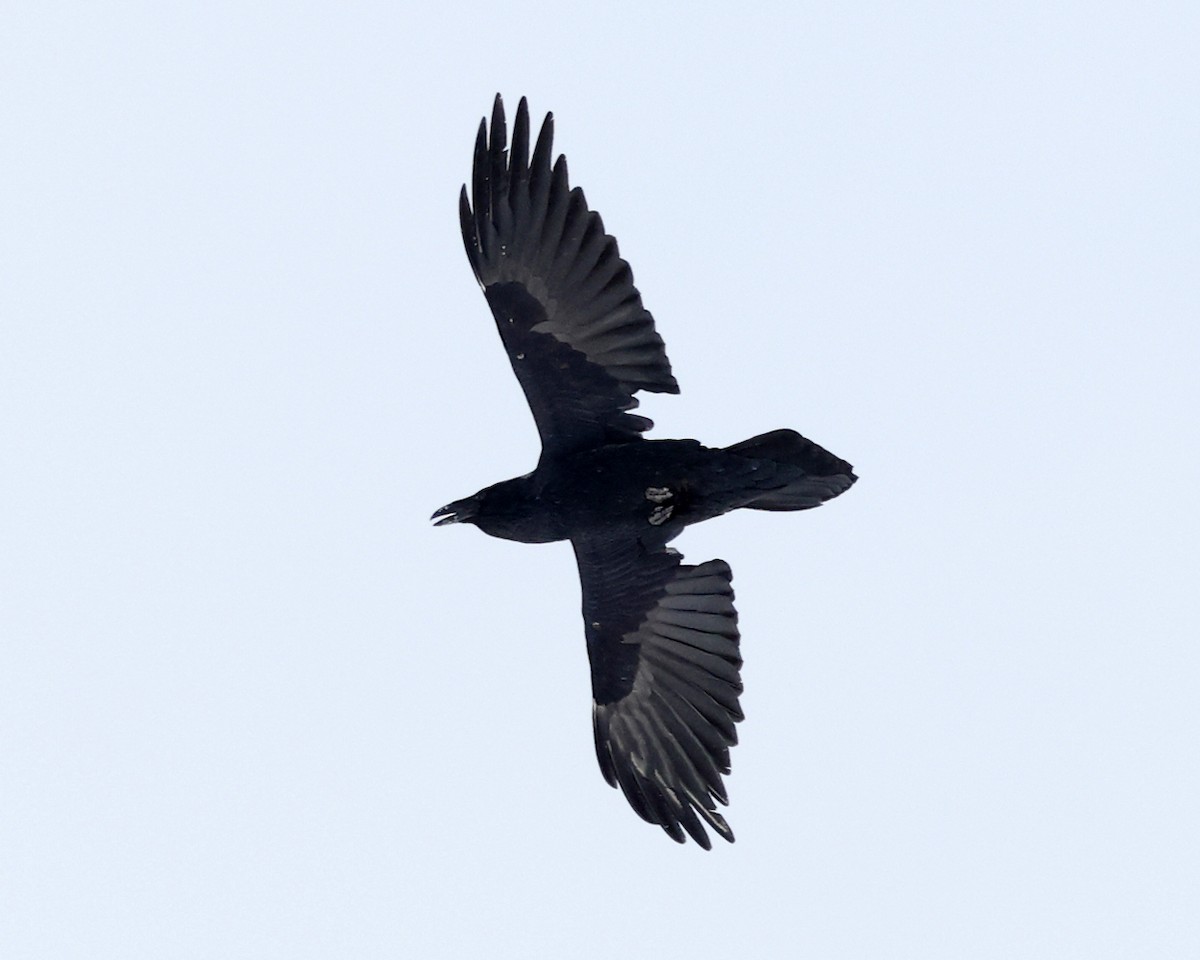 Common Raven - ML630028776