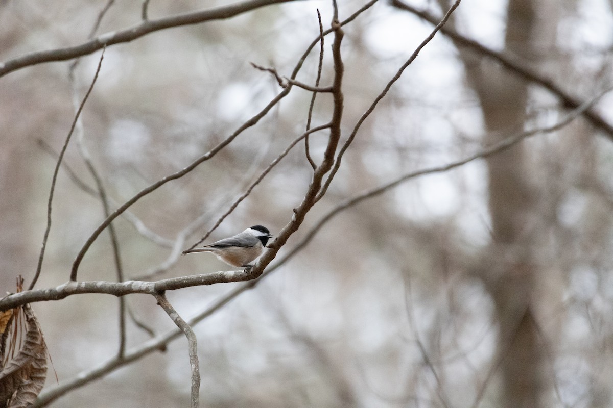 Carolina Chickadee - ML630028850