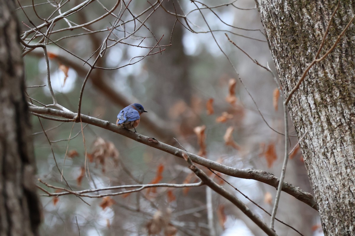 Eastern Bluebird - ML630028876