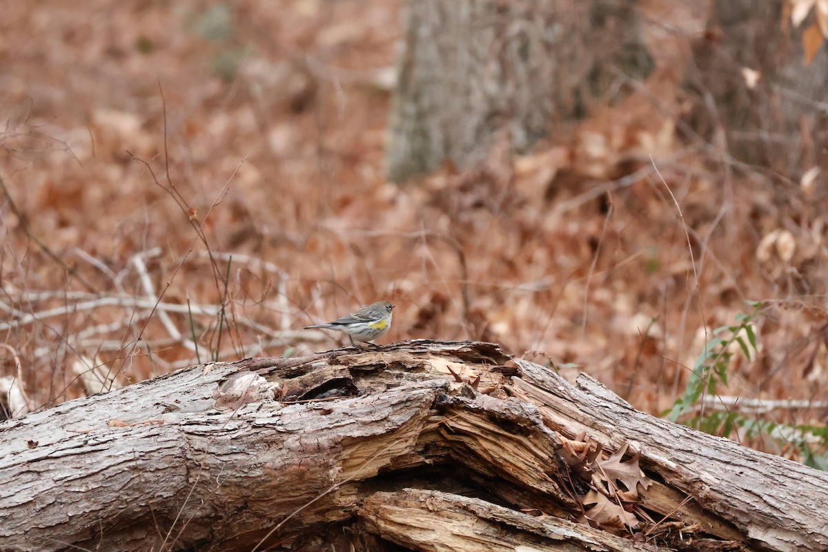 Yellow-rumped Warbler (Myrtle) - ML630028905