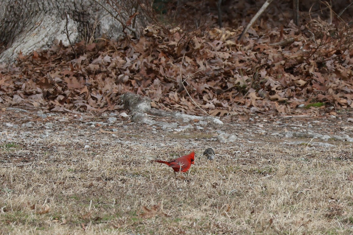 Northern Cardinal - ML630028909