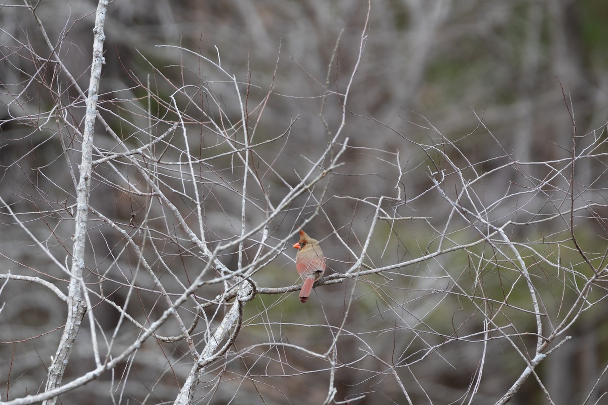 Northern Cardinal - ML630028911