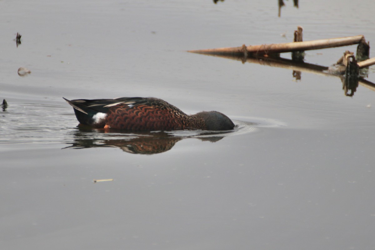 Canard bridé - ML630028958