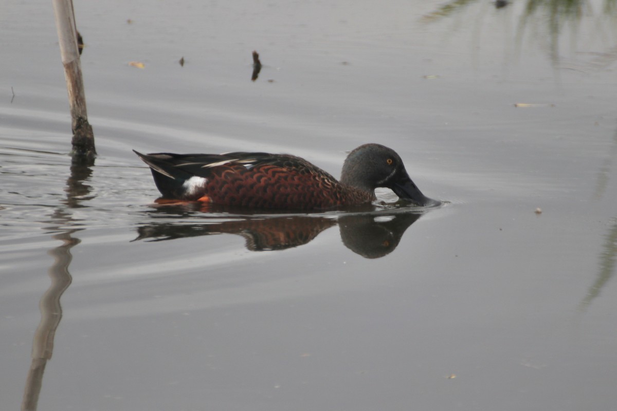 Canard bridé - ML630028959