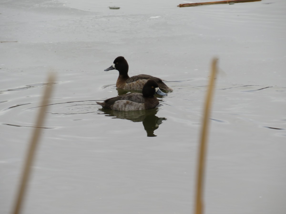 Lesser Scaup - ML630029012