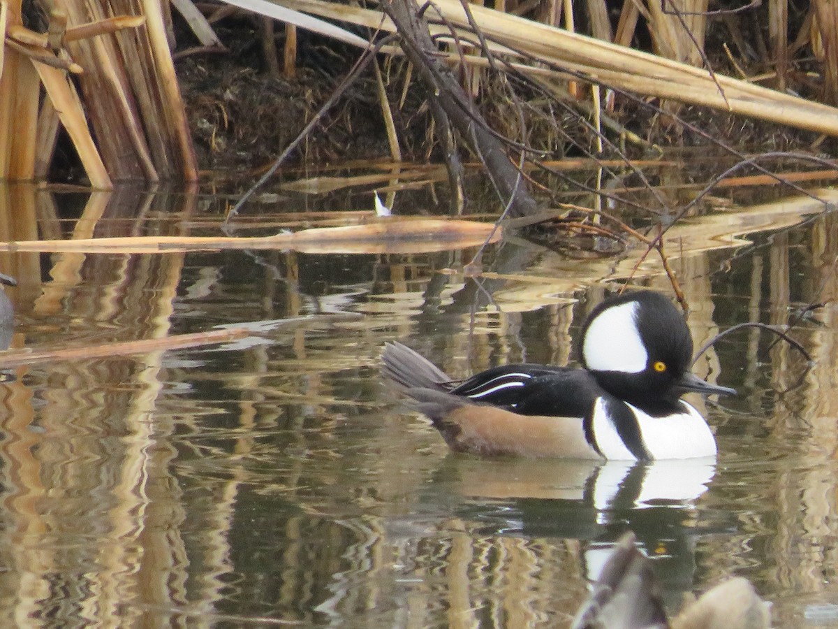 Hooded Merganser - ML630029057