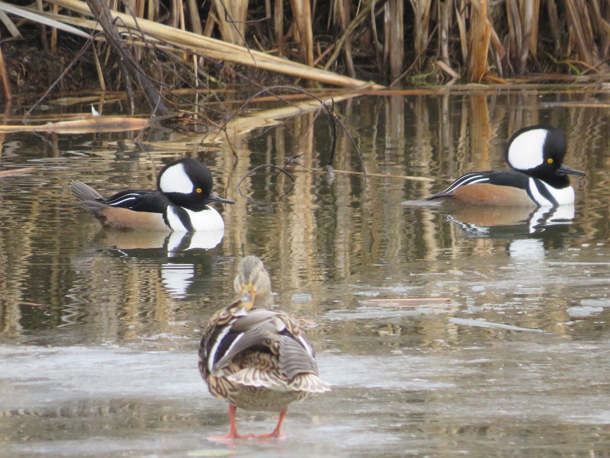 Hooded Merganser - ML630029058