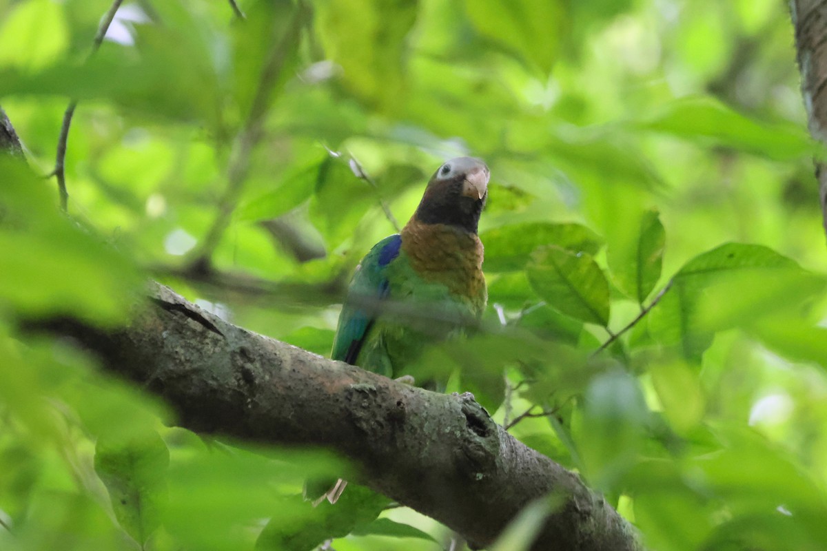 Brown-hooded Parrot - ML630029079