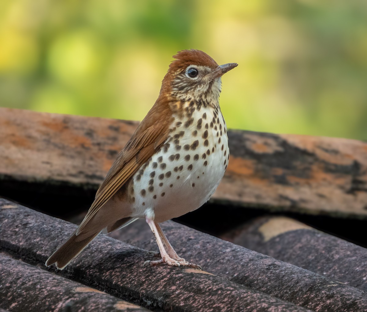 Wood Thrush - ML630029211