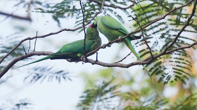 ホンセイインコ - ML630029497