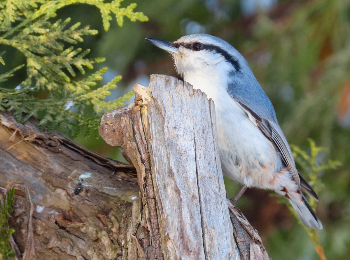 Eurasian Nuthatch (White-bellied) - ML630029931