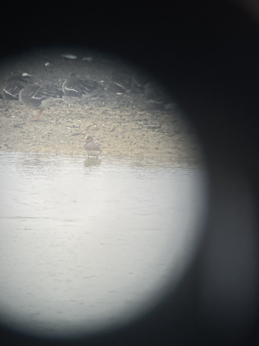 American Wigeon - ML630030207