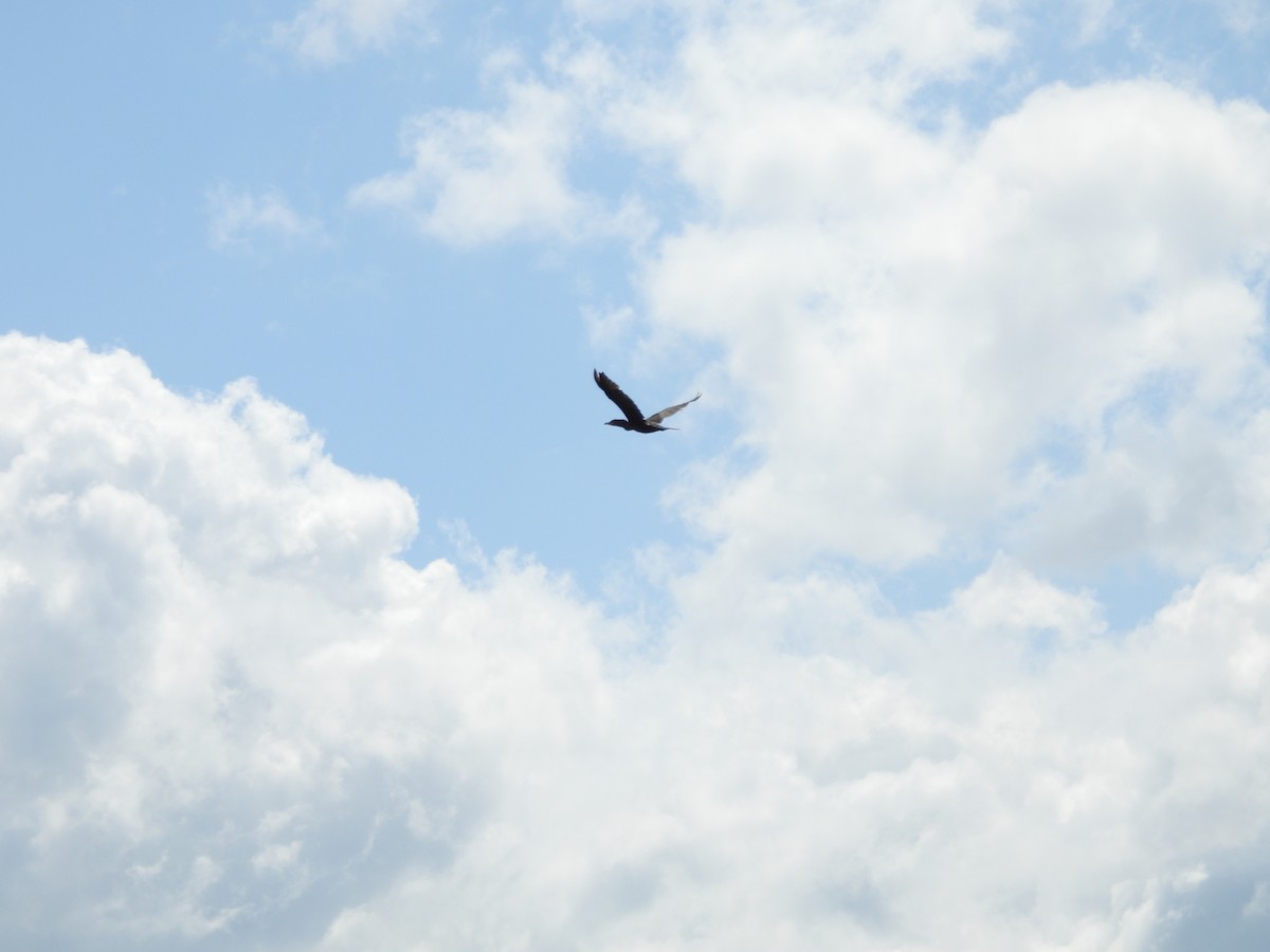 Neotropic Cormorant - ML630030226