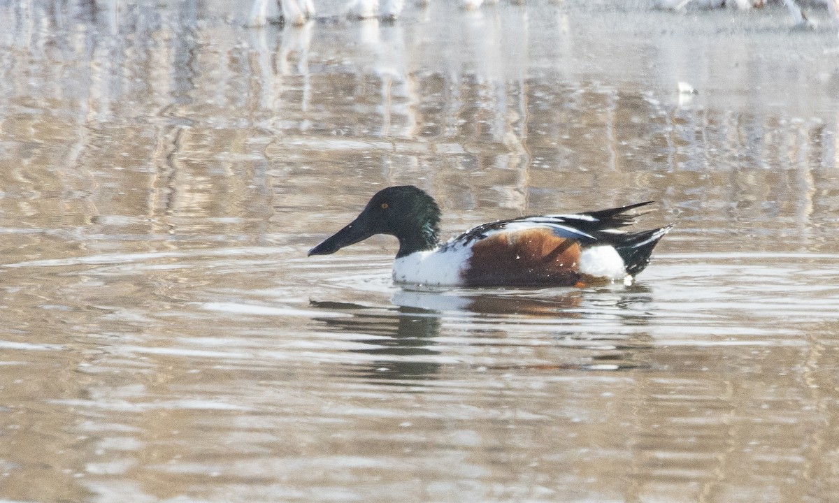 Халбага нугас - ML630030514