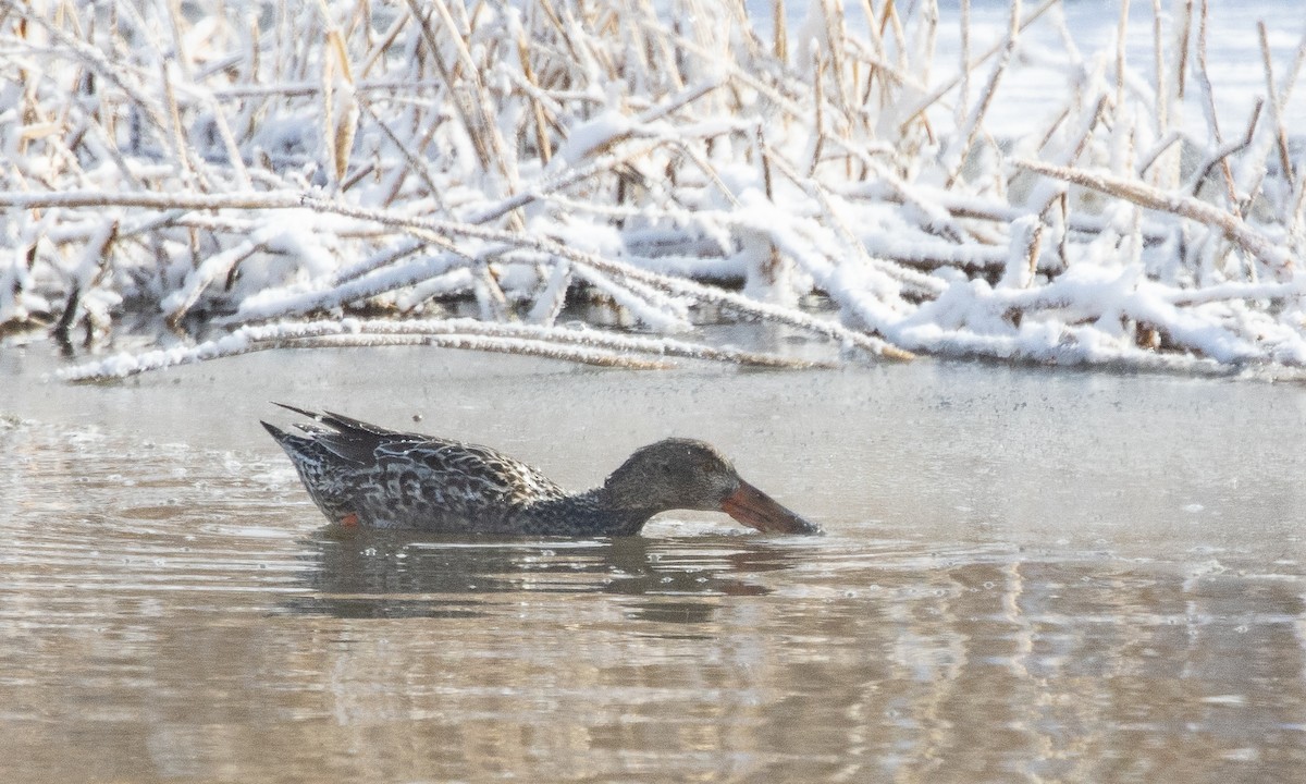 Халбага нугас - ML630030515