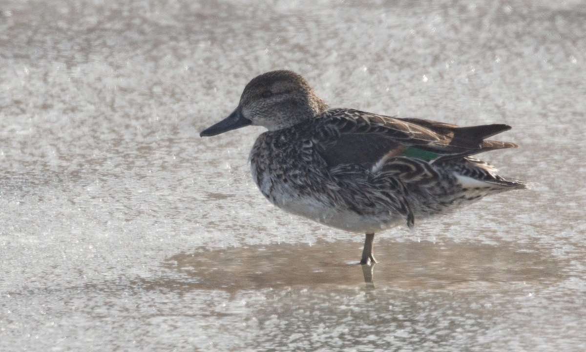 Green-winged Teal (American) - ML630030516