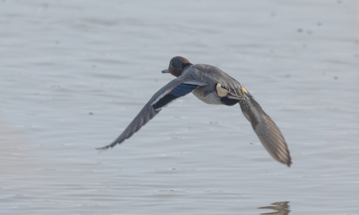 Green-winged Teal (American) - ML630030517