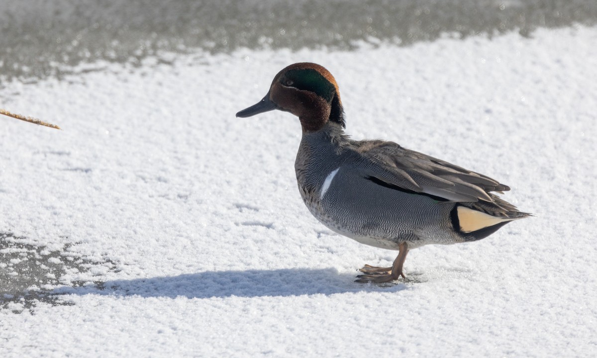 Green-winged Teal (American) - ML630030518