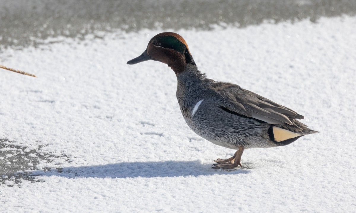 Green-winged Teal (American) - ML630030520