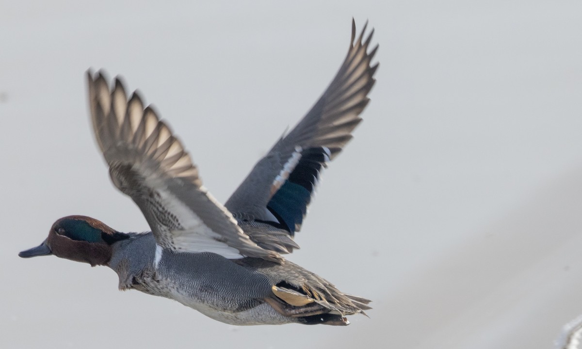 Green-winged Teal (American) - ML630030521