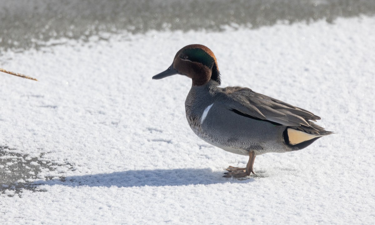 Green-winged Teal (American) - ML630030522
