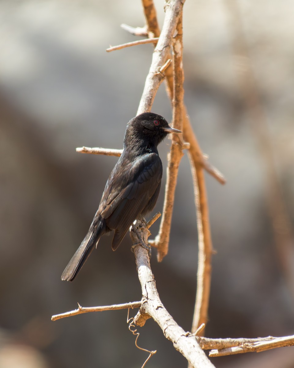 Caatinga Black-Tyrant - ML630031031
