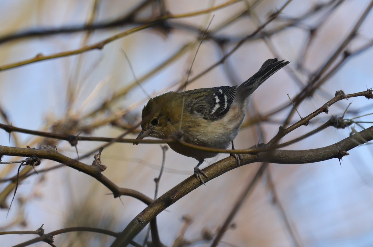 Bay-breasted Warbler - ML630031124