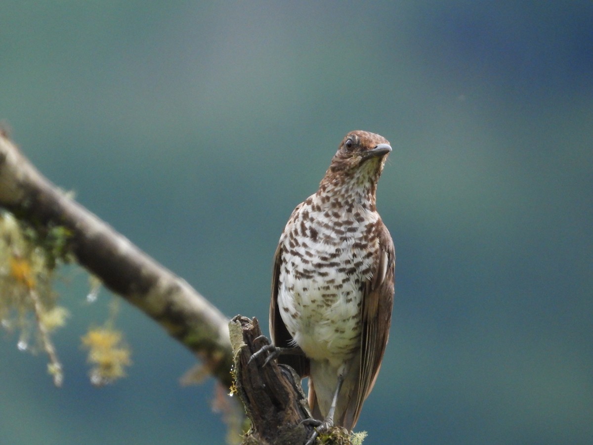 Marañon Thrush - ML630031261