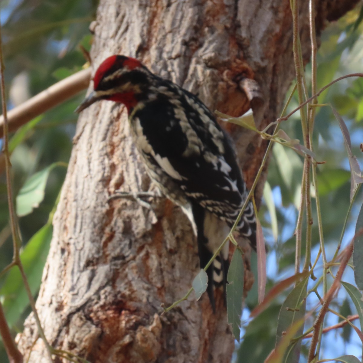 Red-naped Sapsucker - ML630031533