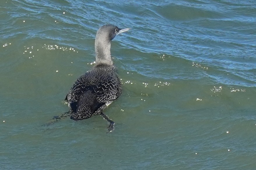 Sterntaucher - ML630031534