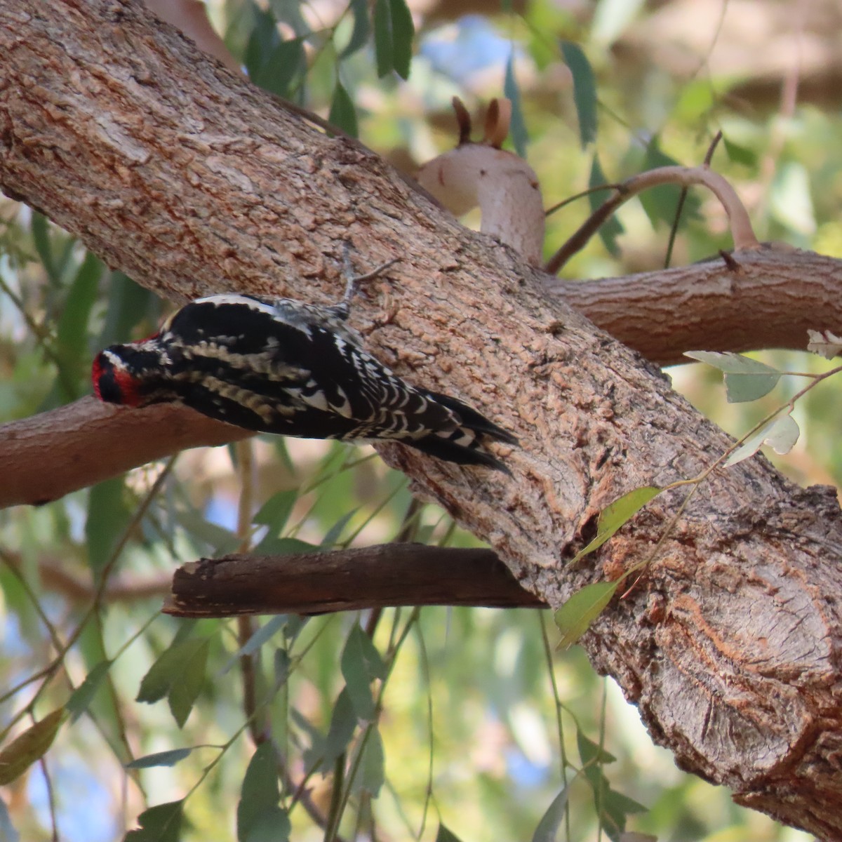 Red-naped Sapsucker - ML630031557