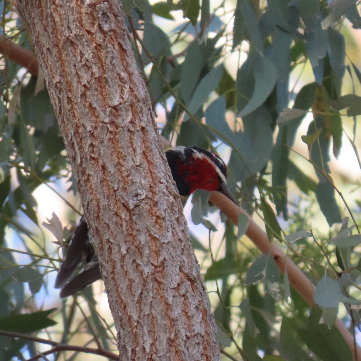 Red-naped Sapsucker - ML630031587