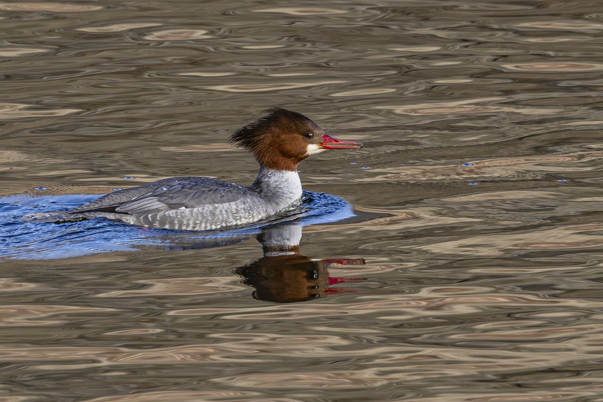 Common Merganser - ML630031722