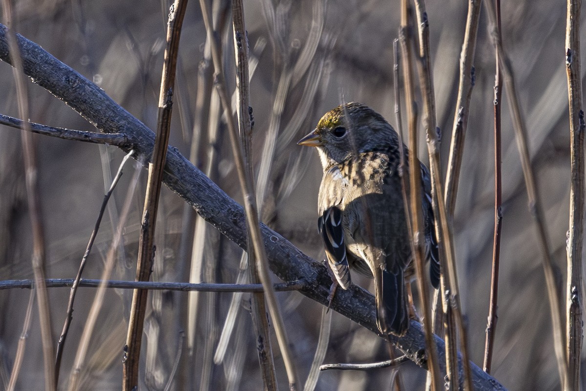 Golden-crowned Sparrow - ML630031733