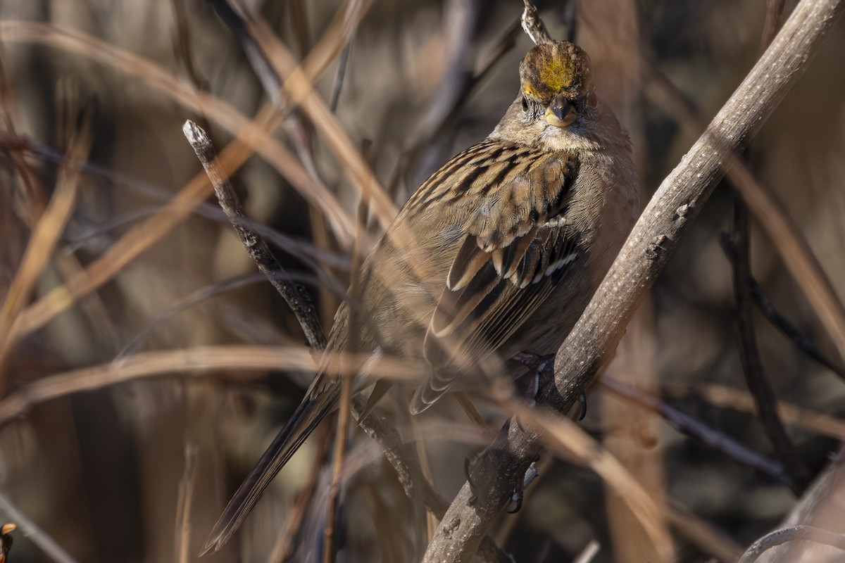 Golden-crowned Sparrow - ML630031734