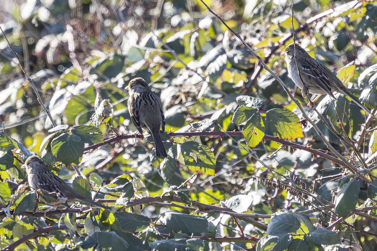 Golden-crowned Sparrow - ML630031735