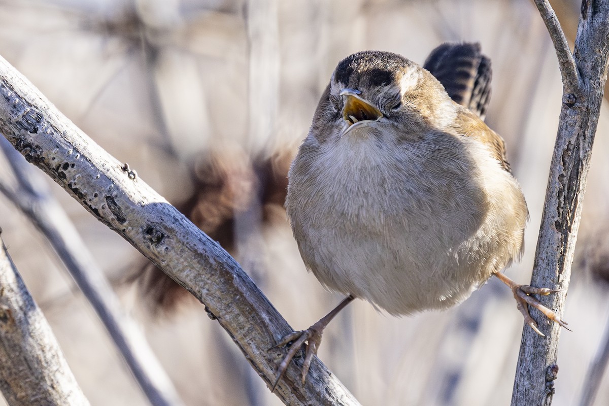 Marsh Wren - ML630031768