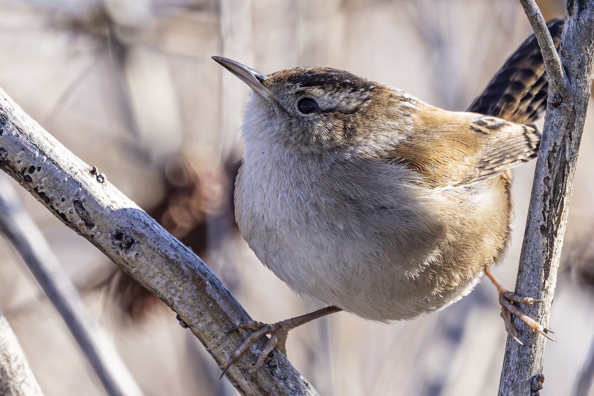 Marsh Wren - ML630031771