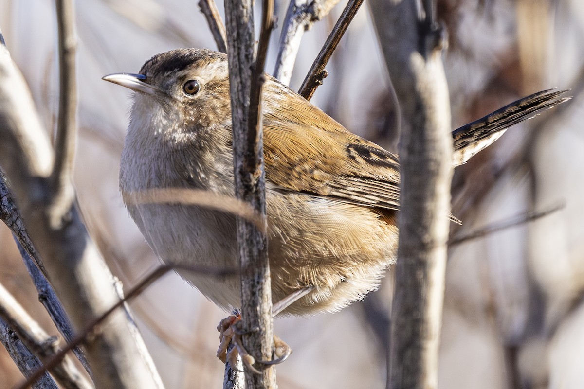 Marsh Wren - ML630031776