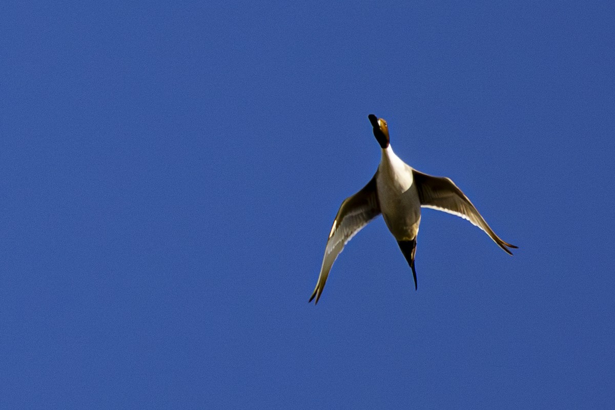 Northern Pintail - ML630031783