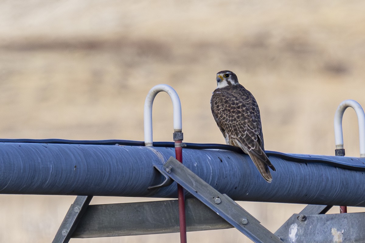 Prairie Falcon - ML630031815