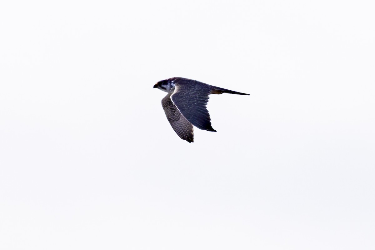 Prairie Falcon - ML630031816