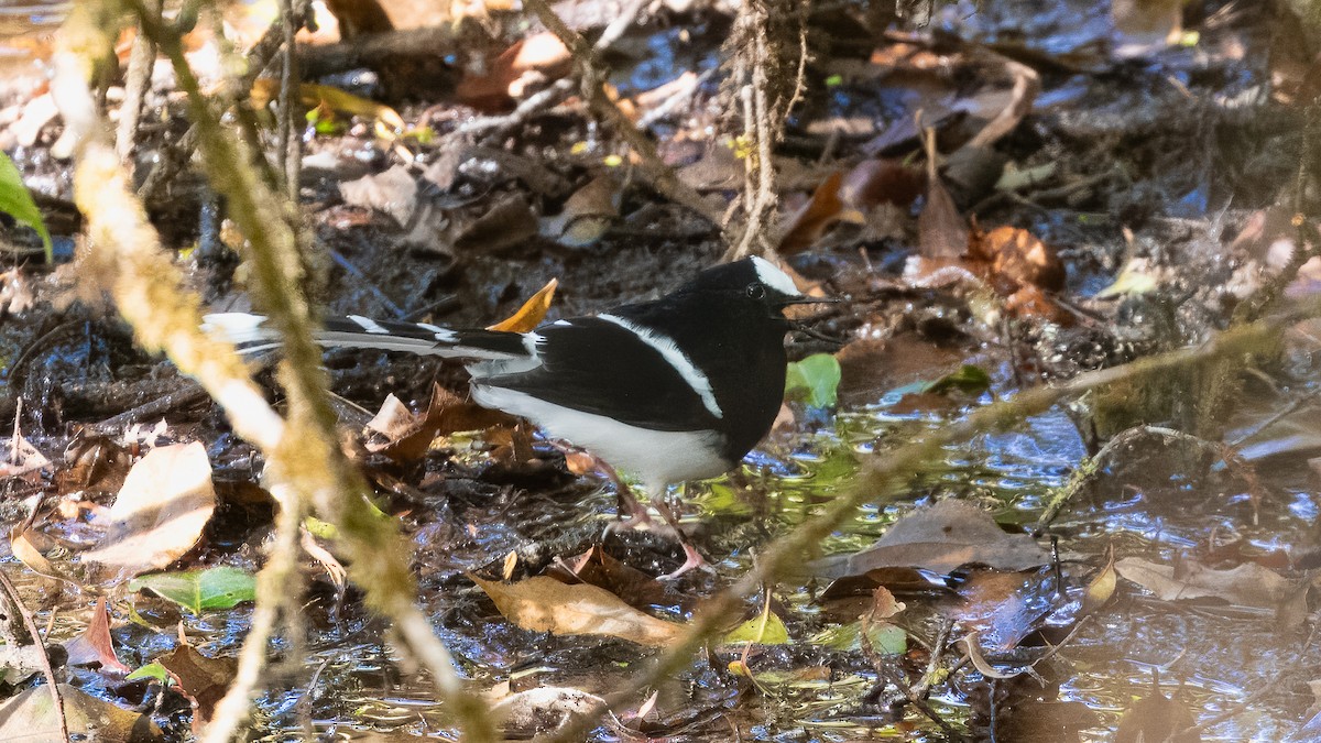 White-crowned Forktail (Northern) - ML630031821