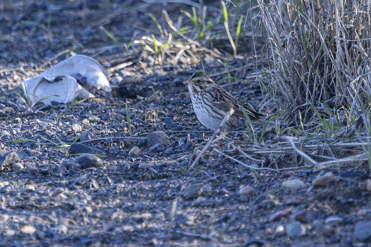 Savannah Sparrow - ML630031871
