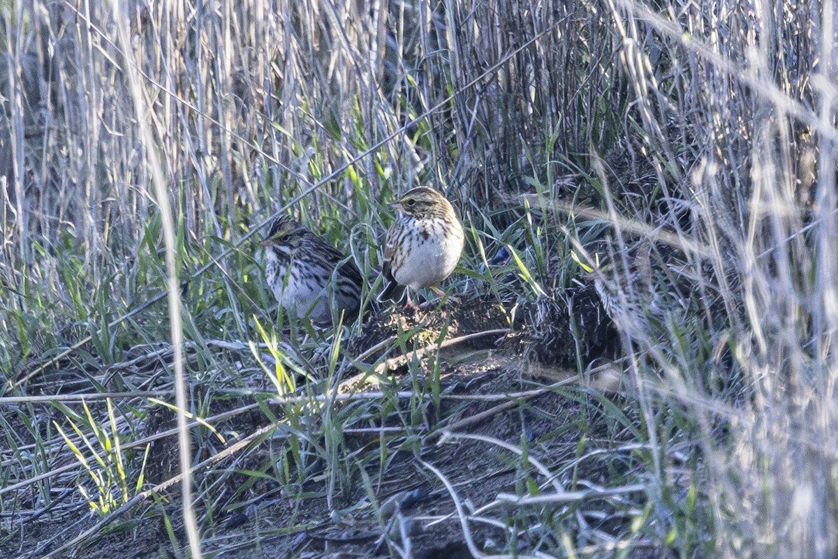 Savannah Sparrow - ML630031875