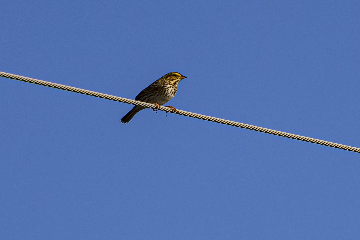 Savannah Sparrow - ML630031878