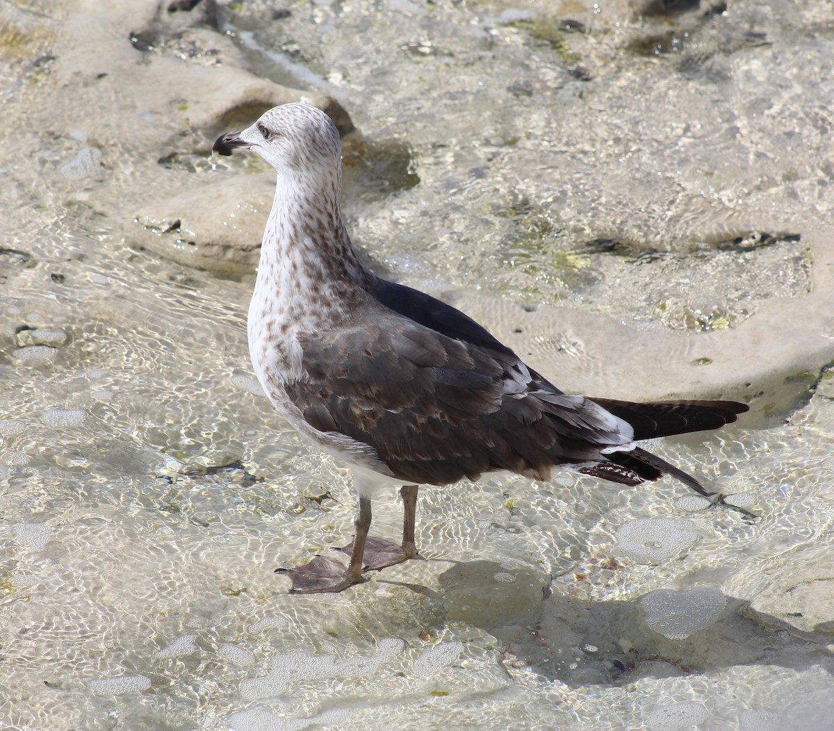 Lesser Black-backed Gull - ML630031879