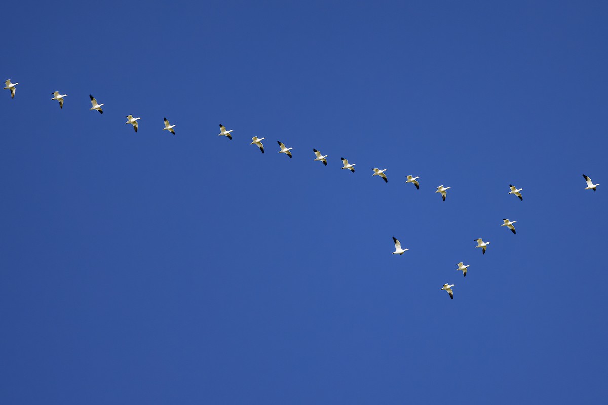 Snow Goose - ML630031889